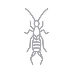 BUGGSLAYER Insecticide Ready-to-use Indoor 32-oz