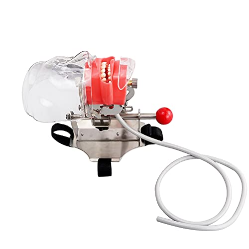 Simulator Manikin Phantom Head Dental Phantom Head Model with Bench Mount on Dental Chair