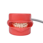 Simulator Manikin Phantom Head Dental Phantom Head Model with Bench Mount on Dental Chair