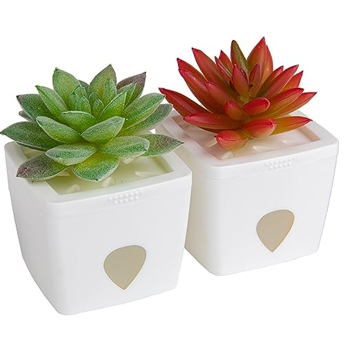 ZendoZones® Fruit Fly Trap 2 Pack, 1 ea of Joyful Janet & Tranquil Tabitha White Base