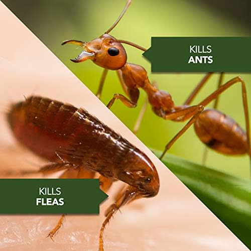 BioAdvanced Home Pest Germ Killer Indoor & Outdoor Insect Killer, Ready-to-Use, 24 oz