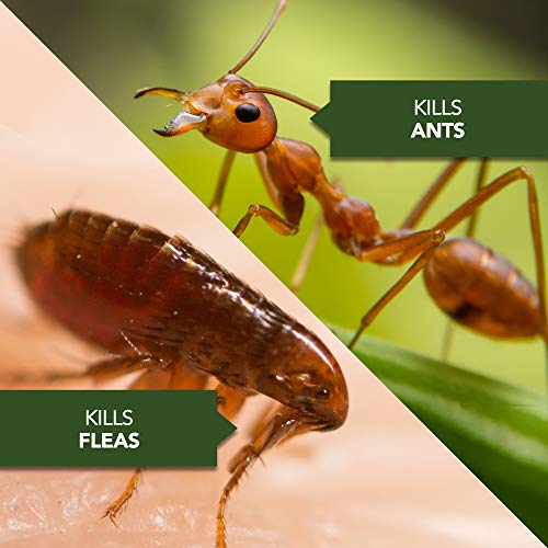 BioAdvanced Home Pest Germ Killer Indoor & Outdoor Insect Killer, Ready-to-Use, 1 Gal