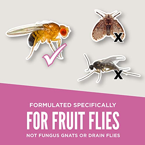 Aunt Fannie’s FlyPunch Fruit Fly Trap (3 Pack): for Indoor and Kitchen Use – Made with Plant Based Ingredients
