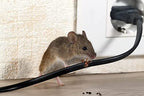 DETOUR Gel for Rats | Professional Grade Rat Mice Repellent | 10 oz Caulking Tube | NSF-Approved for Food Preparation Areas | Protects Car Engine Wires & Outdoor Grills from Rodents | Toxin-Free