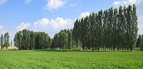CZ GRAIN 10 Fast Growing Trees - 10 Hybrid Poplar Tree Cuttings - Fast Growing Shade or Privacy Trees - Very Attractive and Good for The Enviornment