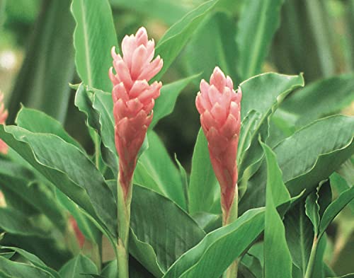 Hawaiian Pink Ginger Roots Alpinia Purpurata1 Package KV1 Discount Hawaiian Gifts