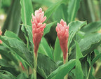 Hawaiian Pink Ginger Roots Alpinia Purpurata1 Package KV1 Discount Hawaiian Gifts