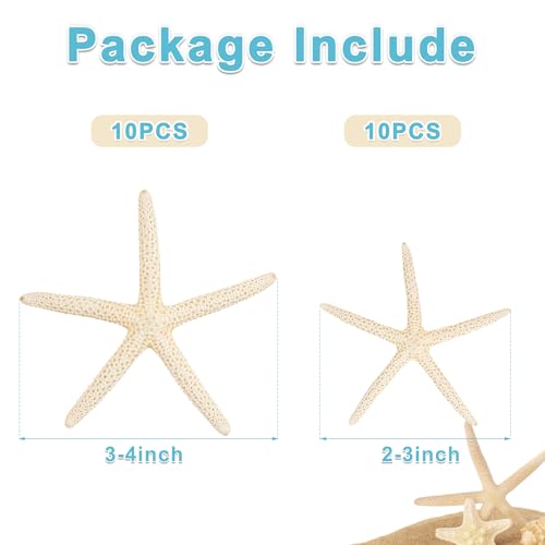 QEQEKAKA® 20 PCS Starfish for Crafts 2" to 4" Natural Starfish Decor Bulk, for Wedding Beach Theme Decor Home DIY Crafts Decor Christmas Tree Starfish Ornaments