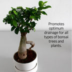 Large Bonsai Soil Premium All Purpose Blend | Pre-Mixed Ready to Use for Plant Support and Fast Drainage | Lava, Limestone Pearock, Calcined Clay and Pinebark | Extra Large 8.2 Quarts | Made in USA