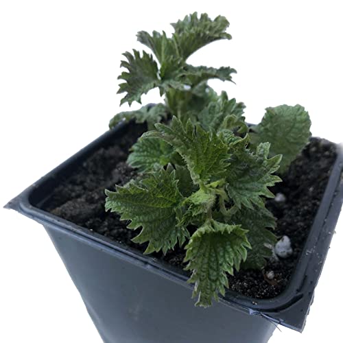 Organic Stinging Nettle Seeds (Urtica dioica) 500 Seeds (0.1 Grams)