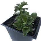Organic Stinging Nettle Seeds (Urtica dioica) 500 Seeds (0.1 Grams)