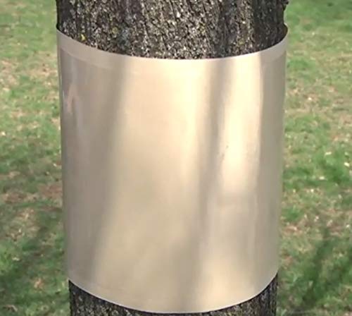 Pack of 15 Spotted Lanternfly, Canker Worm Sticky Tree Banding 7 inch Wide by 36 inch Longe