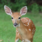 Deer Scram 25# Deer & Rabbit Repellent Granular White Pail