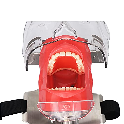 Simulator Manikin Phantom Head Dental Phantom Head Model with Bench Mount on Dental Chair
