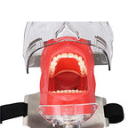Simulator Manikin Phantom Head Dental Phantom Head Model with Bench Mount on Dental Chair