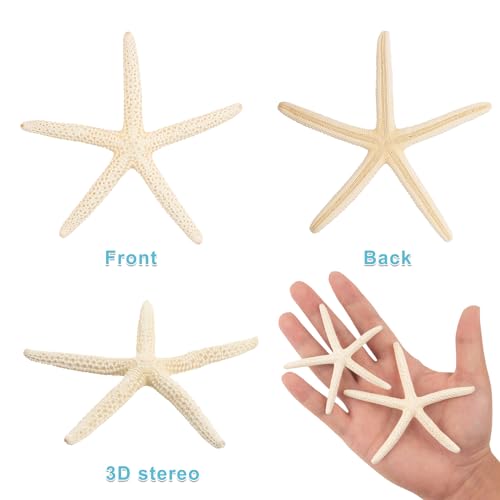 QEQEKAKA® 20 PCS Starfish for Crafts 2" to 4" Natural Starfish Decor Bulk, for Wedding Beach Theme Decor Home DIY Crafts Decor Christmas Tree Starfish Ornaments