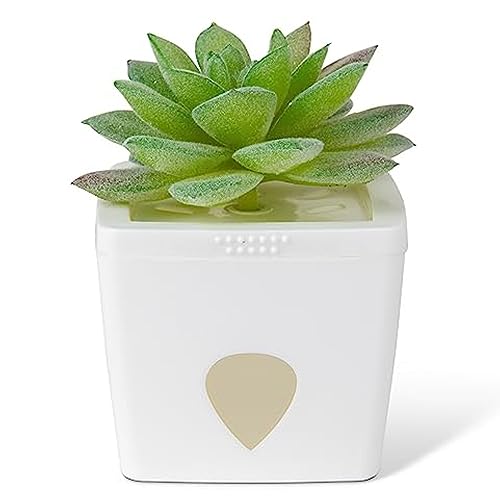 ZendoZones Fruit Fly Trap with Zendo Lure, Joyful Janet with Plastic White Base, Refillable and Reusable