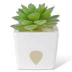 ZendoZones Fruit Fly Trap with Zendo Lure, Joyful Janet with Plastic White Base, Refillable and Reusable