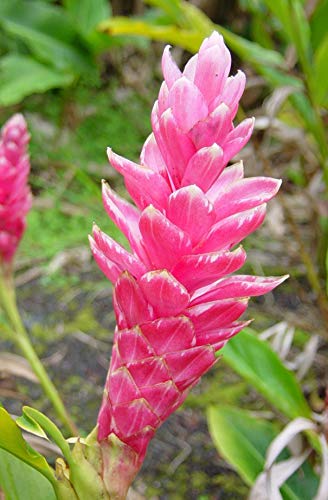 Hawaiian Pink Ginger Roots Alpinia Purpurata1 Package KV1 Discount Hawaiian Gifts