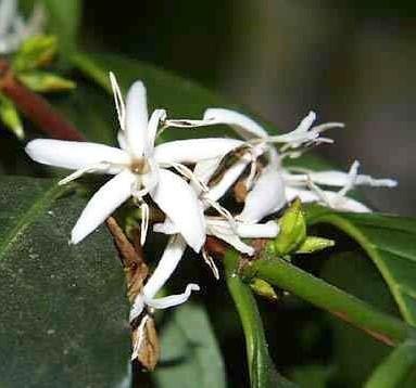 Arabica Coffee Bean Plant - 4" pot - Grow & Brew Your Own Coffee Beans