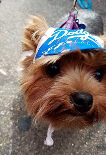 Dog Hat - Eagles Sports Fabric