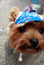 Dog Hat - Eagles Sports Fabric