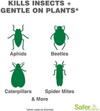 Safer Brand Garden SG5110 Insect Control and Killer Spray – Kills Aphids Beetles, Boxelder Bugs, Caterpillars, Earwigs, Spider Mites, Stink Bugs & More – Natural Oils Gentle on Plants – 24 fl oz