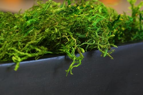 SuperMoss (25322) Forest Moss Preserved, Fresh Green, 8oz