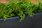 SuperMoss (25322) Forest Moss Preserved, Fresh Green, 8oz