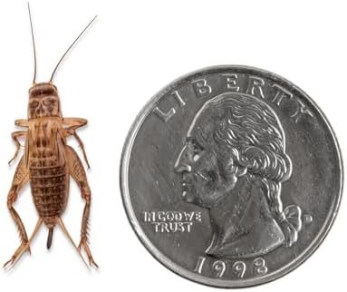 Fluker's Live Crickets, 100 Count Feeder Insects for Reptiles, Chickens, and Birds, Large (Approx. 3/4")