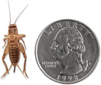 Fluker's Live Crickets, 100 Count Feeder Insects for Reptiles, Chickens, and Birds, Large (Approx. 3/4")