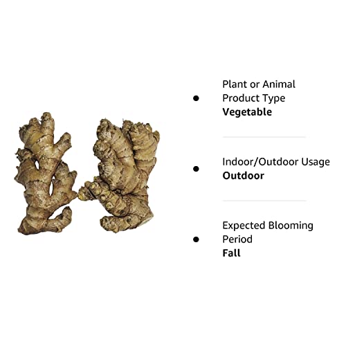 Live 10 Rhizomes of Edible Ginger Roots Zingiber Zingiber Officinale for Growing