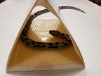 Snake Glue Board 3-Pack Commercial Grade for Large Cahaba Snake Trap, Made in USA