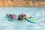 ChuckIt! Zipflight Flyer Dog Frisbee & Dog Toy that Floats; Gentle On Dog's Teeth and Gums; Medium