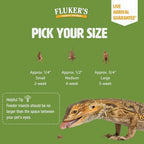 Fluker's Live Crickets, 100 Count Feeder Insects for Reptiles, Chickens, and Birds, Large (Approx. 3/4")