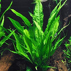 Florida 10 Species Live Aquarium Plants Bundle