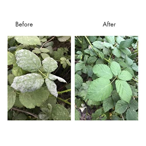 Lost Coast Plant Therapy- Plant wash 9OZ