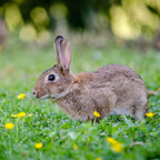 Enviro Pro 11004 Epic Rabbit Scram Granular Repellent, 2 lb