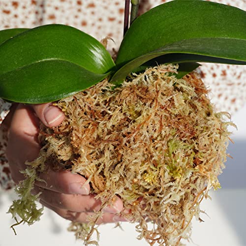 Kapecute Sphagnum Moss 1.2 lb Perfect for DIY Moss Pole, Great Potting Mix for Indoor Plants, Help with Maintain Humidity