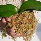 Kapecute Sphagnum Moss 1.2 lb Perfect for DIY Moss Pole, Great Potting Mix for Indoor Plants, Help with Maintain Humidity