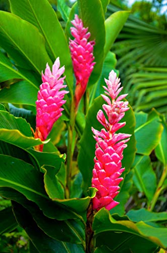 Hawaiian Pink Ginger Roots Alpinia Purpurata1 Package KV1 Discount Hawaiian Gifts
