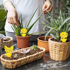 96 Pack Yellow Sticky Traps Fungus Gnat Traps for Indoor and Outdoor Plants, Plant Sticky Gnats Killer House Indoor, Fruit Fly Killer for Indoors Flying Insects Bug Catcher