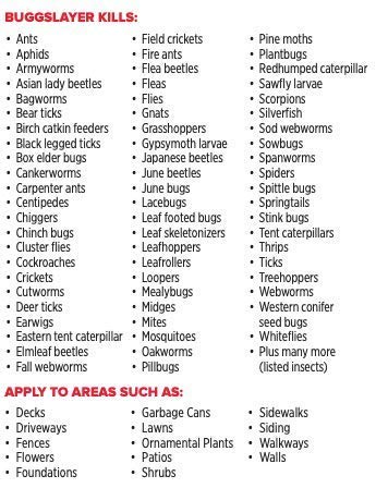 BUGGSLAYER Insecticide Concentrate 16-oz Kills Box Elder Bugs, Stink Bugs, Asian Lady Beetles