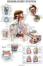 16 Pack - Anatomical Posters - Laminated - Muscular, Skeletal, Digestive, Respiratory, Circulatory, Endocrine, Lymphatic, Male & Female, Nervous, Spinal Nerves, Anatomy Charts - 18" x 24"
