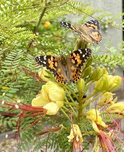 Insect Lore Butterfly Garden | Original 12" Habitat and Two Cups of Live Baby Caterpillars | Life Science & STEM Education Kit