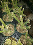 Rat Tail Cactus Plant