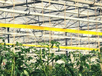 Giant Yellow Sticky Traps - Fly Tape Roll, 15cm x 100m - Bug Sticky Trap for Flying Insects, Aphids, Fruit Fly, Gnats, Barn Fly, Lantern Fly | Tape Sticky Roll Outdoor | Indoor | Hanging