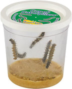 Insect Lore Butterfly Garden Kit, Painted Lady Butterfly Kit with Voucher for Live Caterpillars, Butterfly Habitat, STEM Journal & More