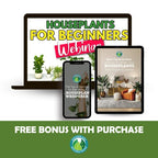 Leaf Armor by Houseplant Resource Center | Natural Indoor Plant Leaf Shine Spray for Fiddle Leaf Fig, Ficus Audrey, Monstera and Other houseplants (8 Fluid Ounces)