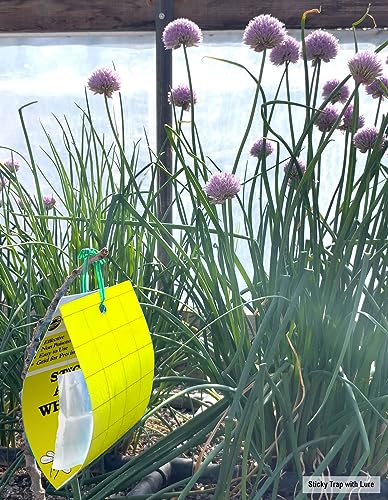 Yellow Sticky Aphid Whitefly Trap Pack of 15